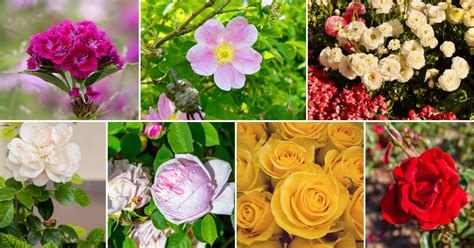 tel rose hard|17 Tough Roses That Even Beginners Can’t Kill